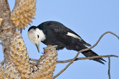 White-headed Woodpecker